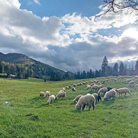 Tamok Lifestyle Villa Zakopane Eksteriør billede