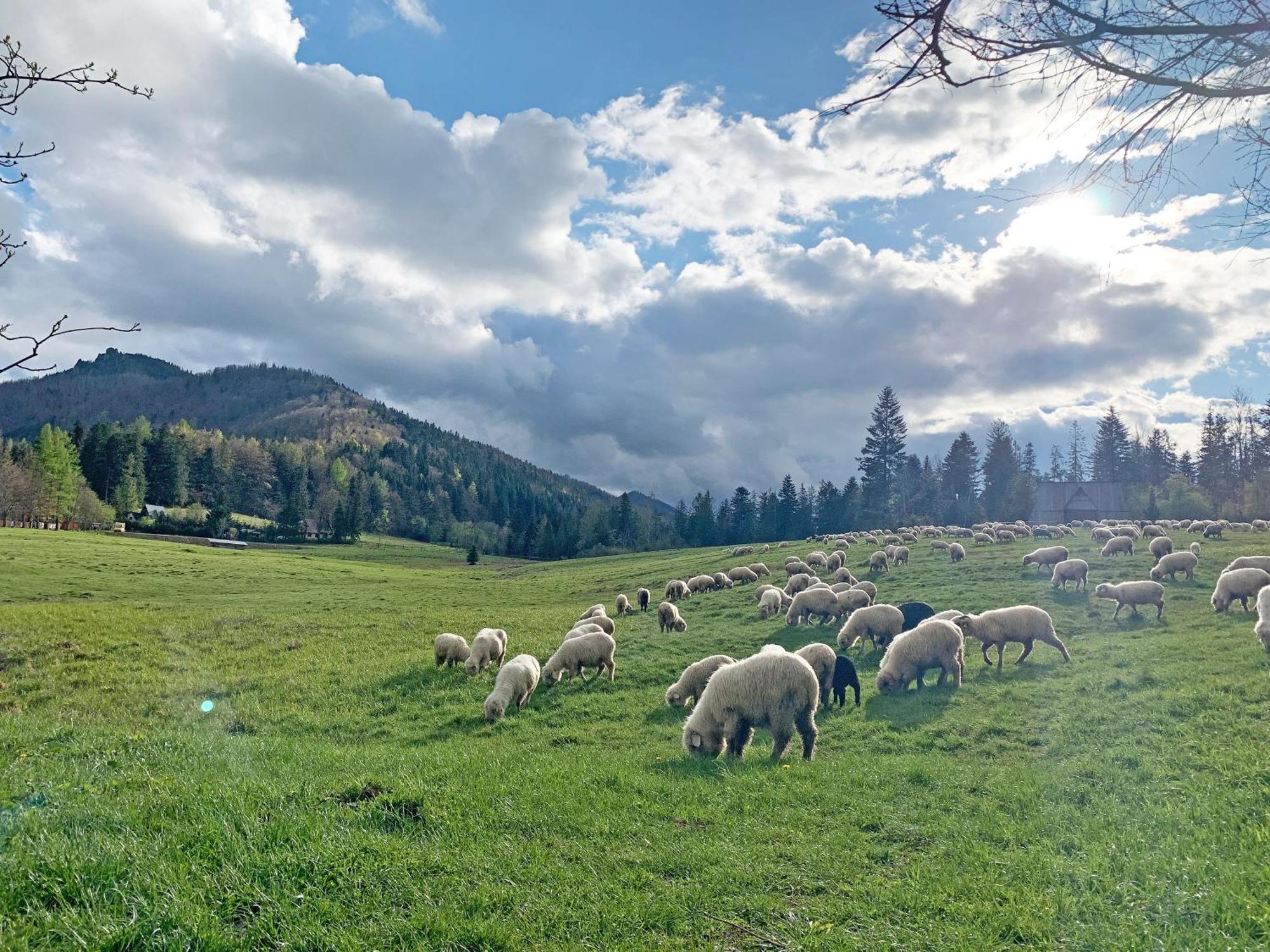 Tamok Lifestyle Villa Zakopane Eksteriør billede